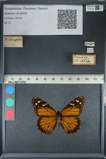Media type: image;   Entomology 165354